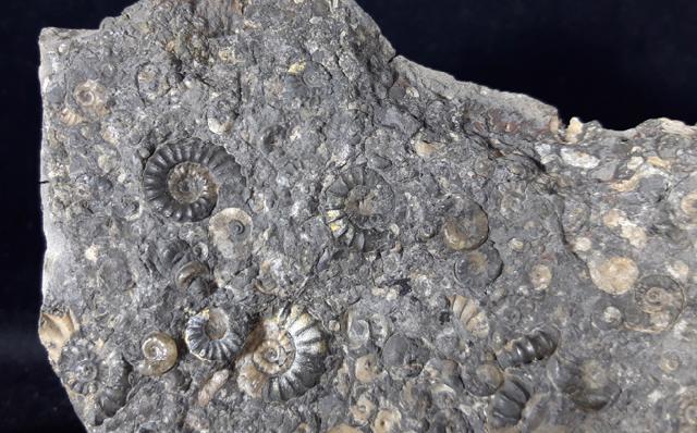 Promicroceras sp. SPATH 1925, Cymbites sp. (NEUMAYR 1878) & ?Gagaticeras sp. BUCKMANN1913 - Bild © FossNet FossilienStore